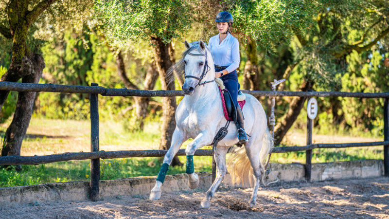 Spanien, Mallorca - Dressyr på andalusier